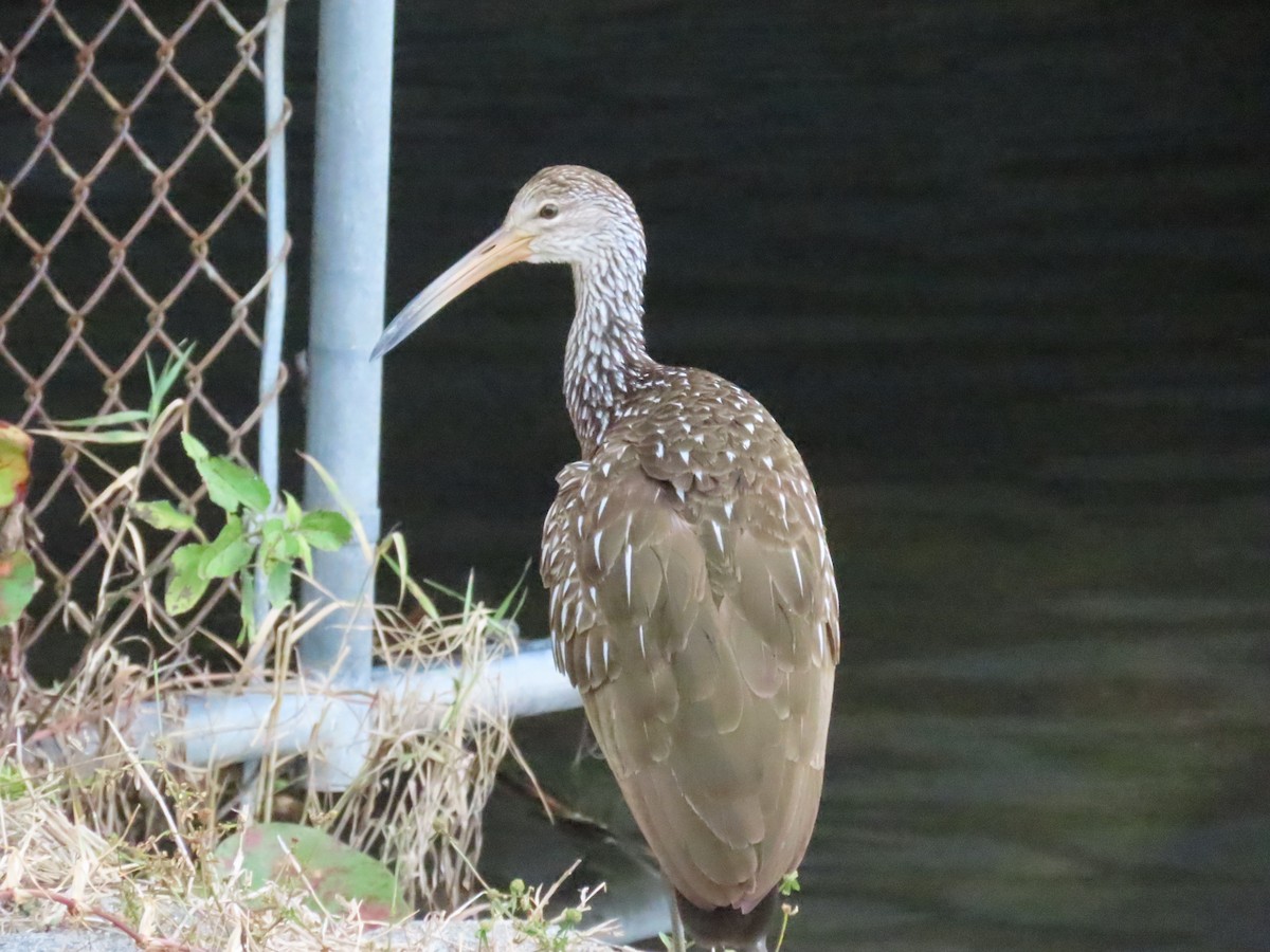 Limpkin - ML616144934