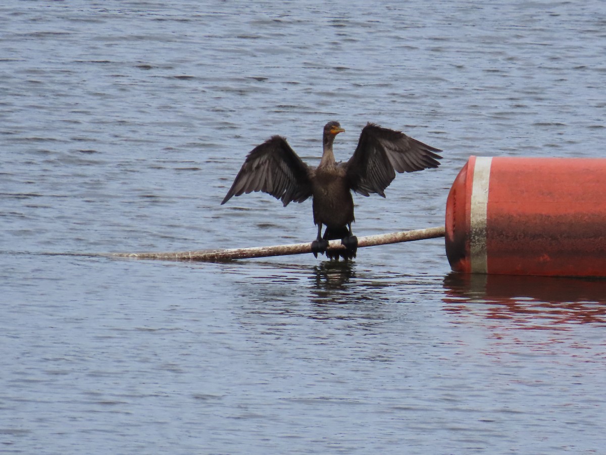 Double-crested Cormorant - ML616144935