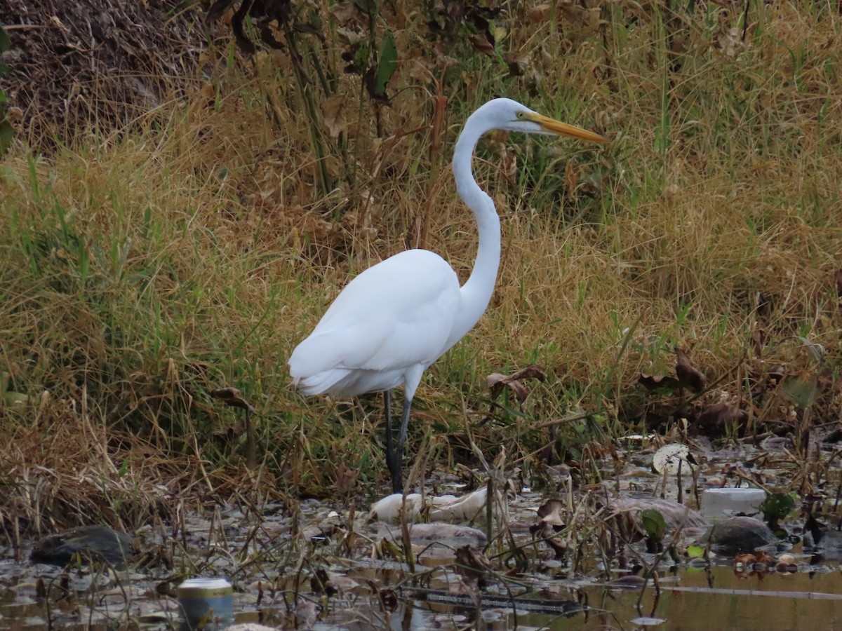 Great Egret - ML616144937