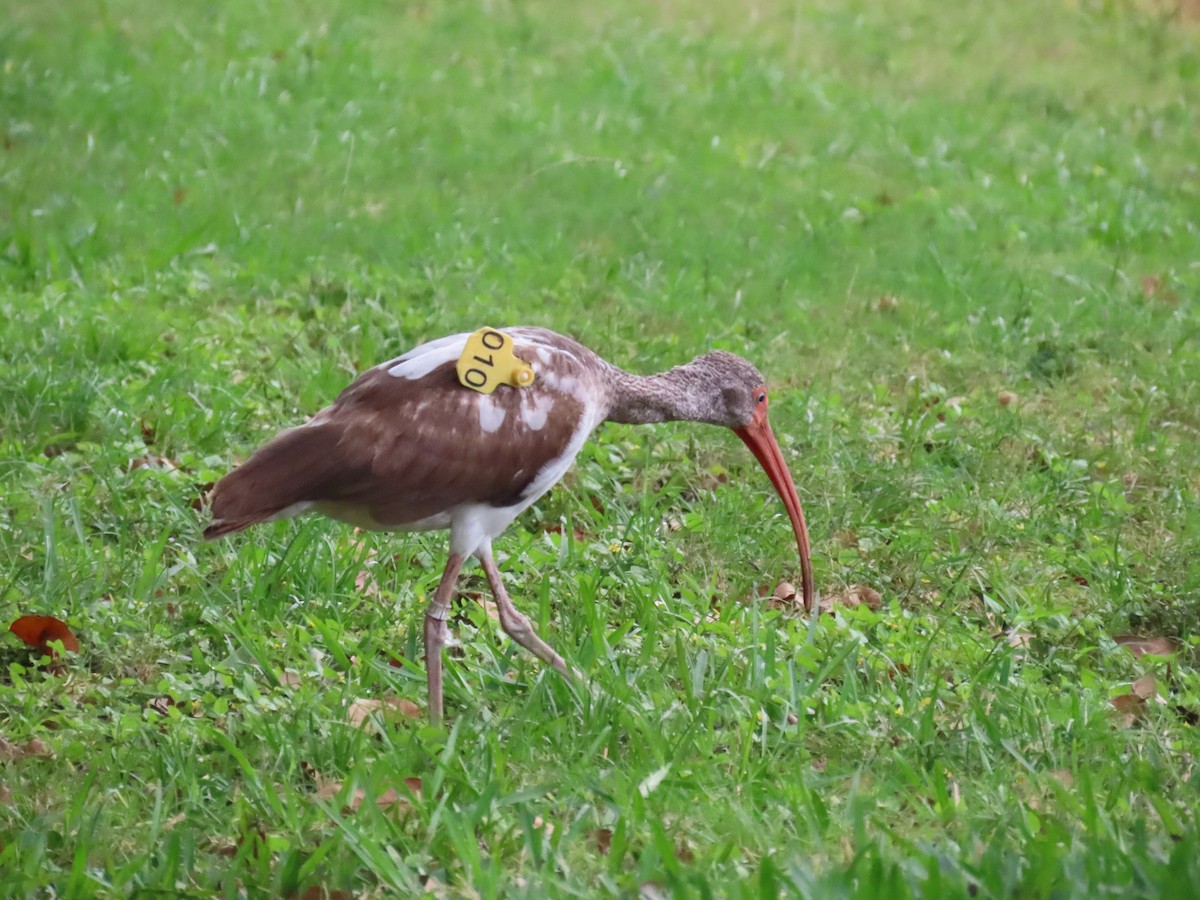 White Ibis - ML616144941