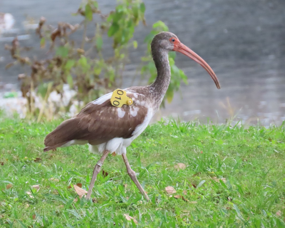 Ibis blanc - ML616144942