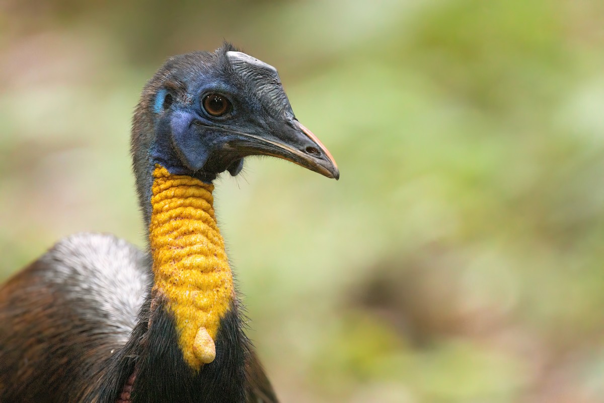 Northern Cassowary - ML616144948