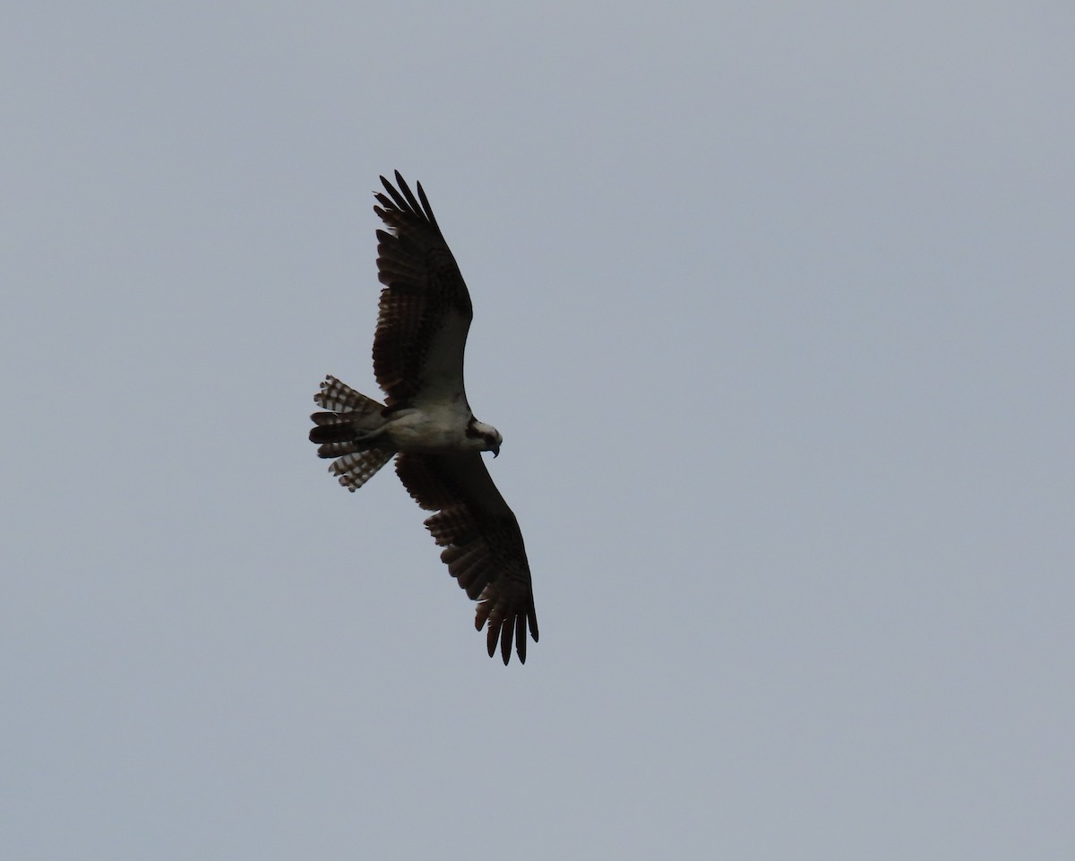 Águila Pescadora - ML616144950