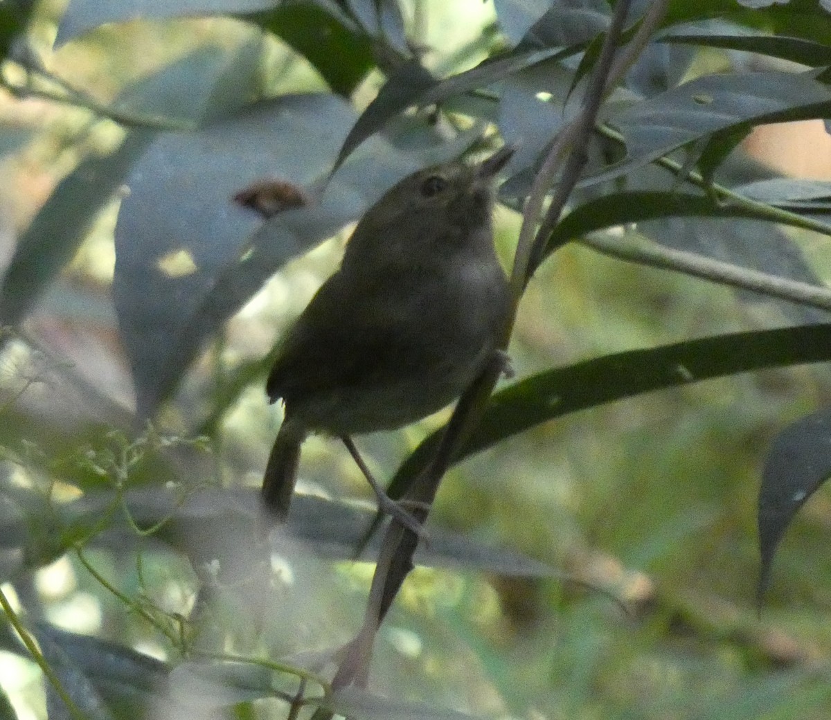 Drab-breasted Pygmy-Tyrant - Jens Lallensack