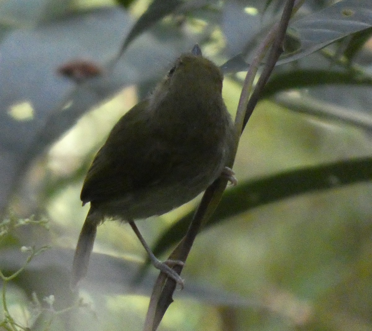 Drab-breasted Pygmy-Tyrant - ML616144973