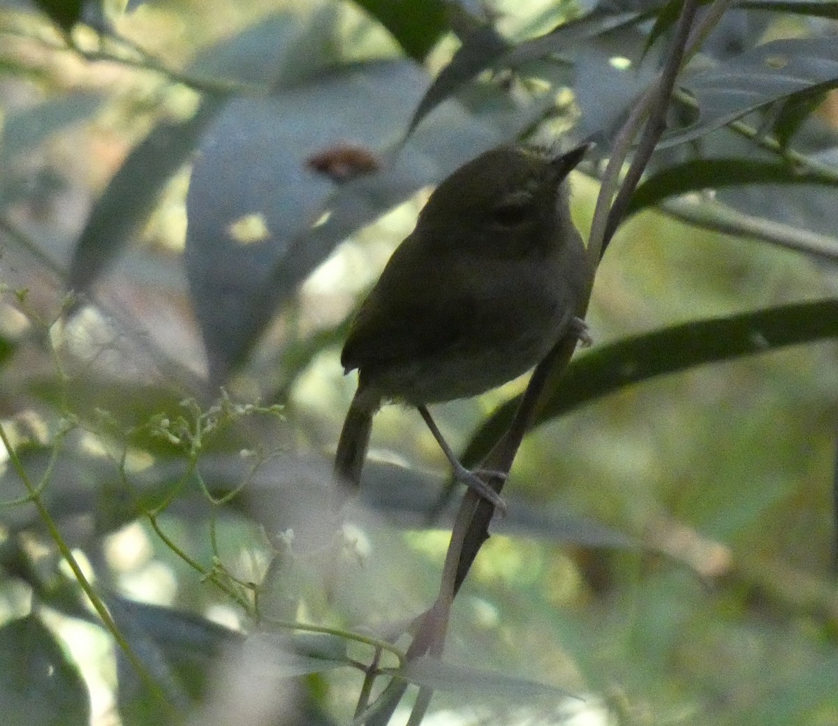 Drab-breasted Pygmy-Tyrant - ML616144974