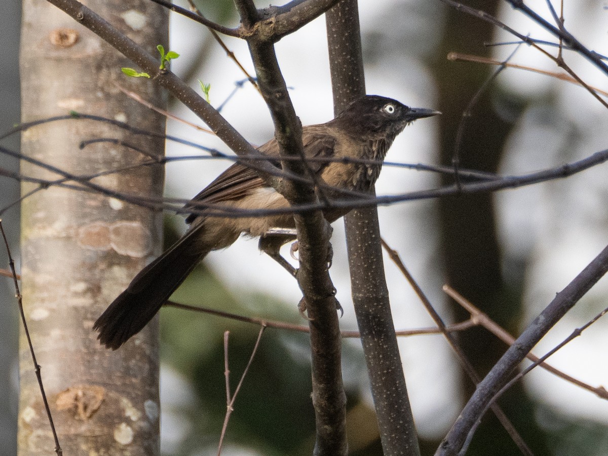 Blackcap Babbler - ML616144975