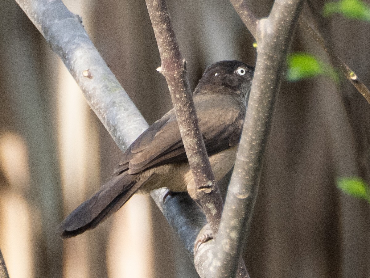 Blackcap Babbler - Gavin Ailes