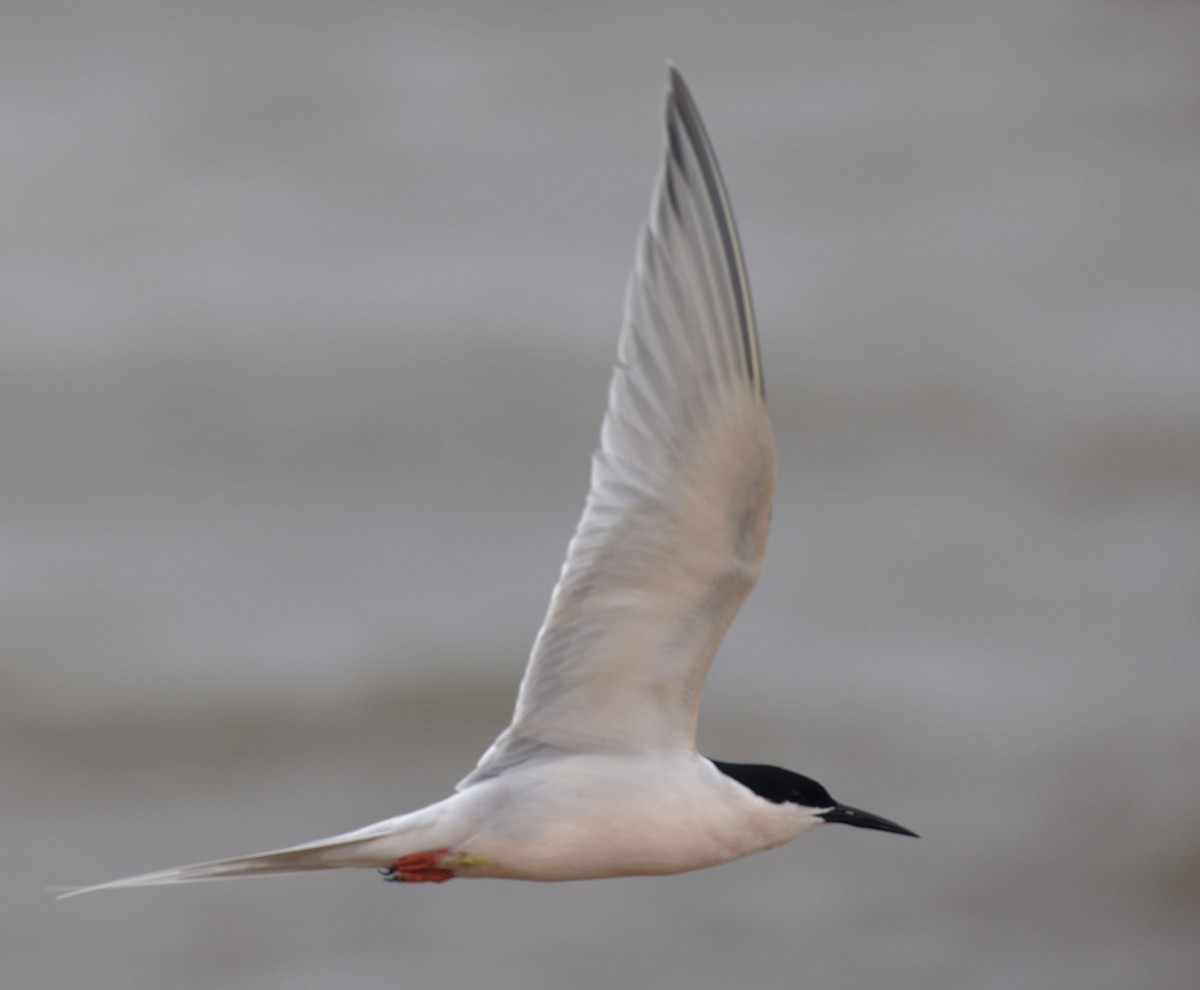 Roseate Tern - ML616145014