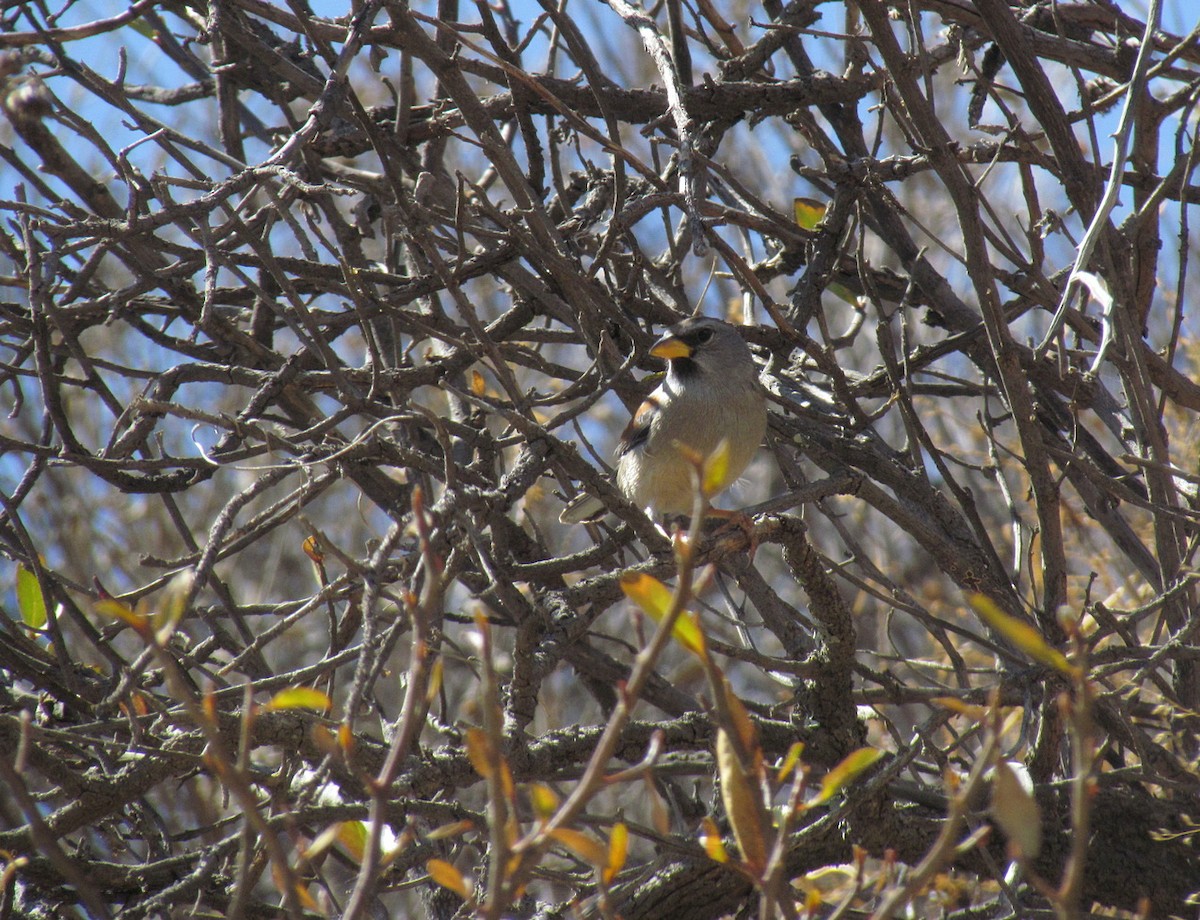 Great Inca-Finch - Jens Thalund