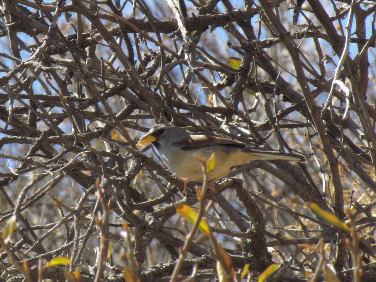 Great Inca-Finch - ML616145080