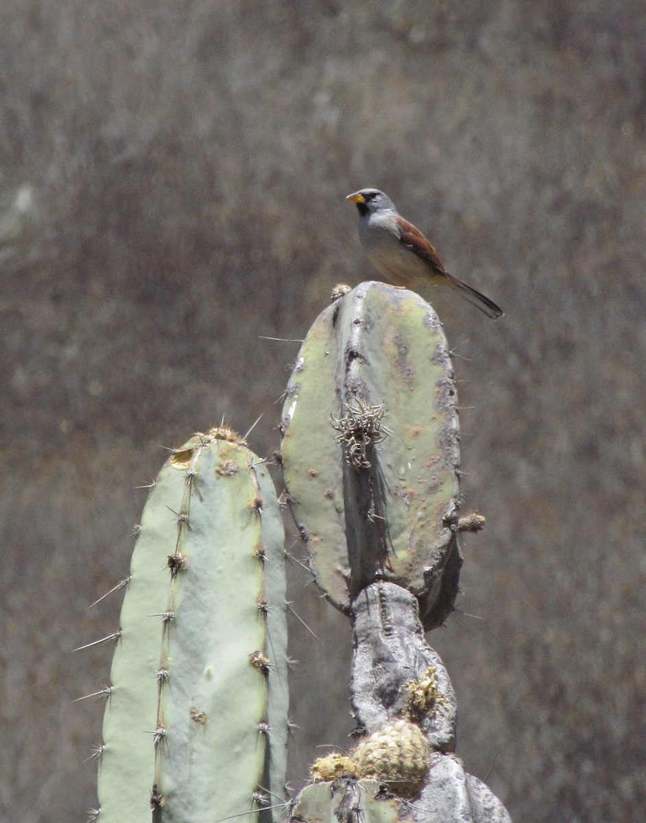 Great Inca-Finch - ML616145082