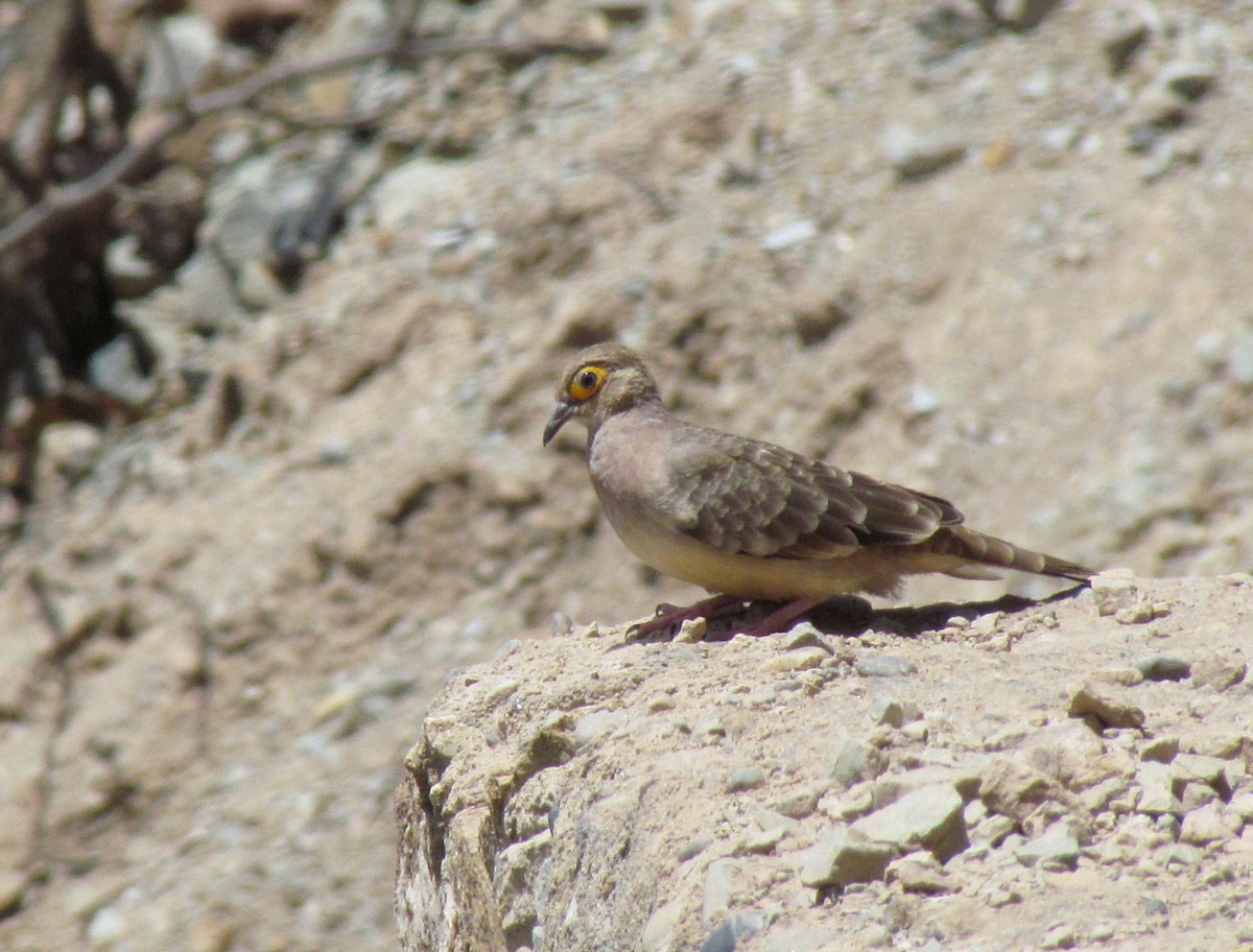 Bare-faced Ground Dove - ML616145116