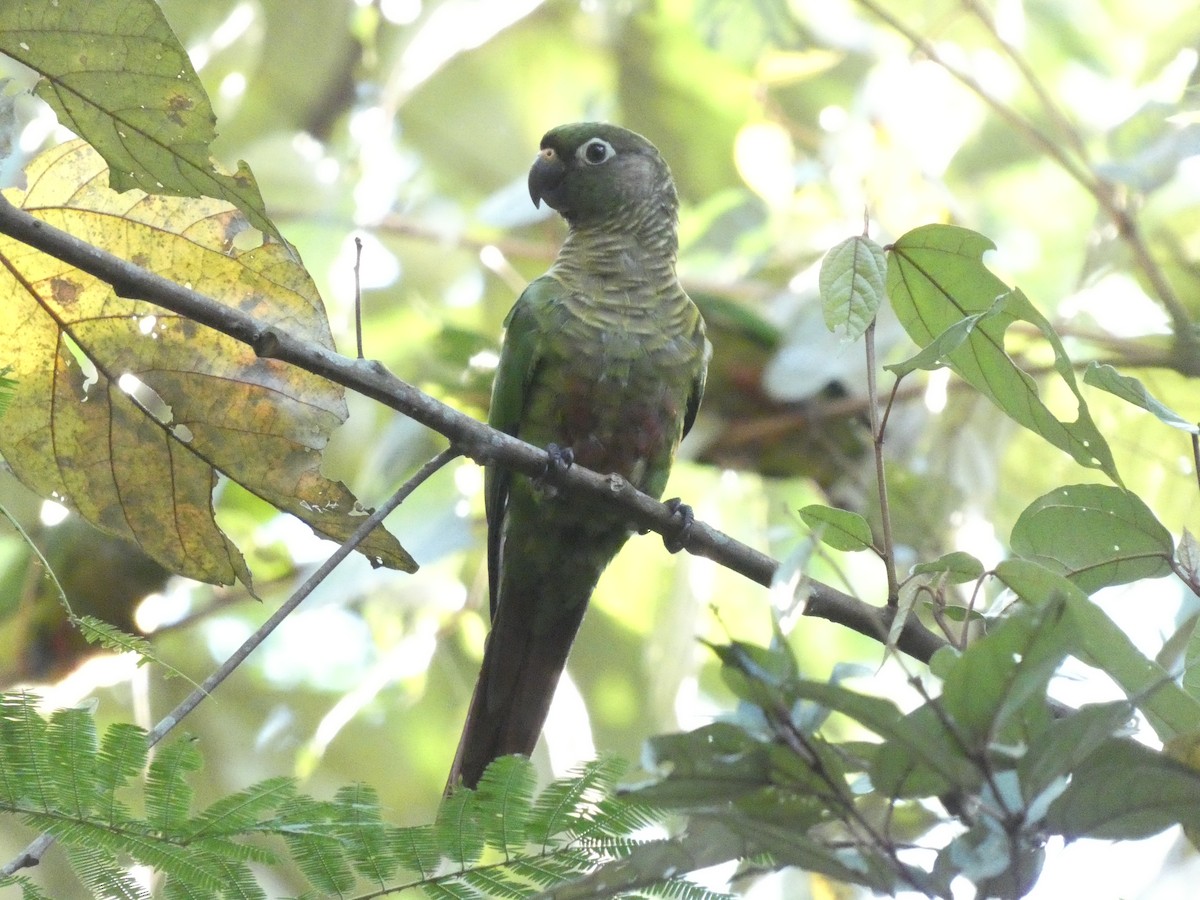 Maroon-bellied Parakeet - ML616145132