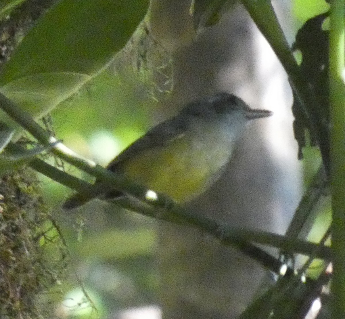 Plain Antvireo - ML616145133