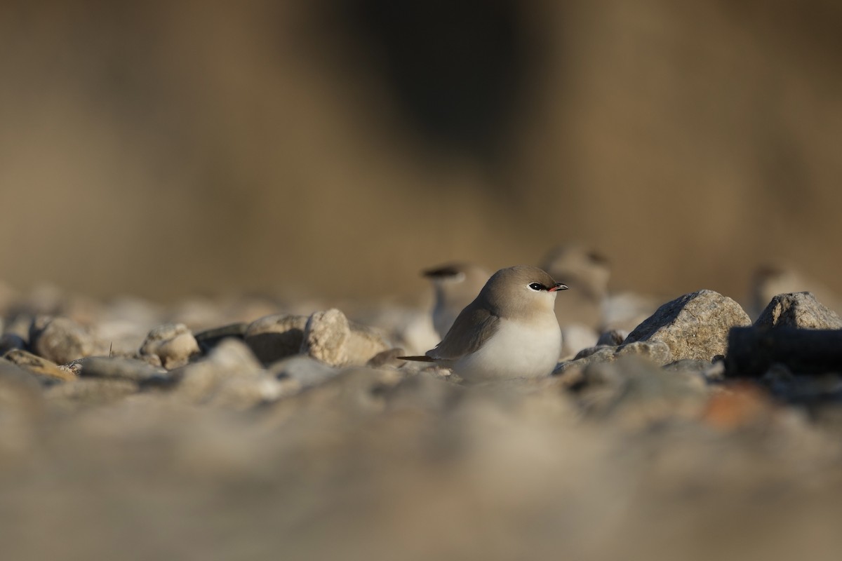 Small Pratincole - ML616145137