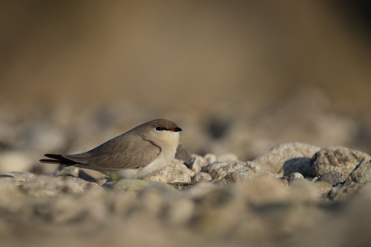 Small Pratincole - ML616145143