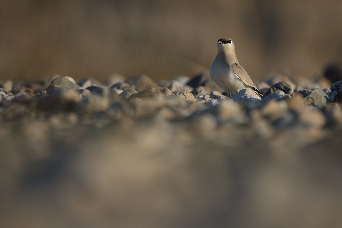 Small Pratincole - ML616145148