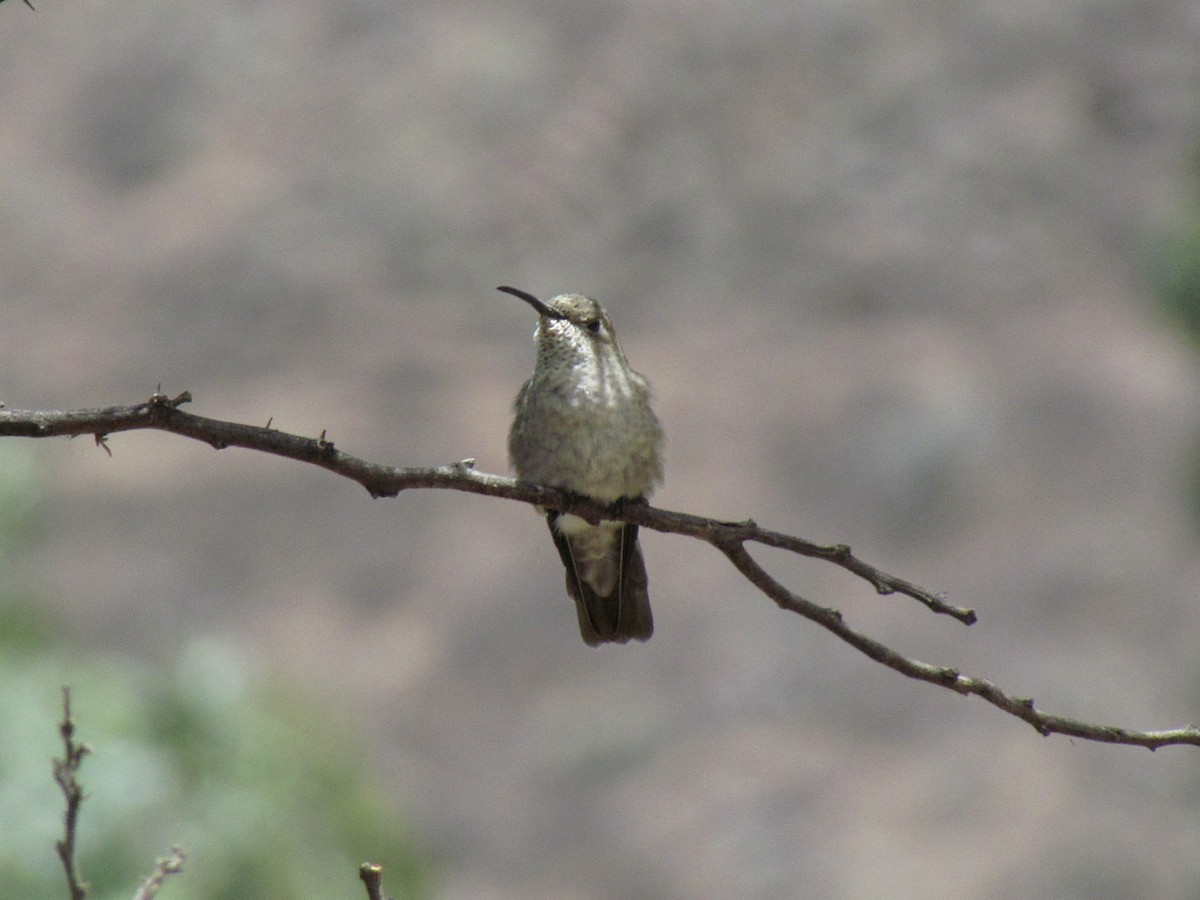 Spot-throated Hummingbird - Jens Thalund
