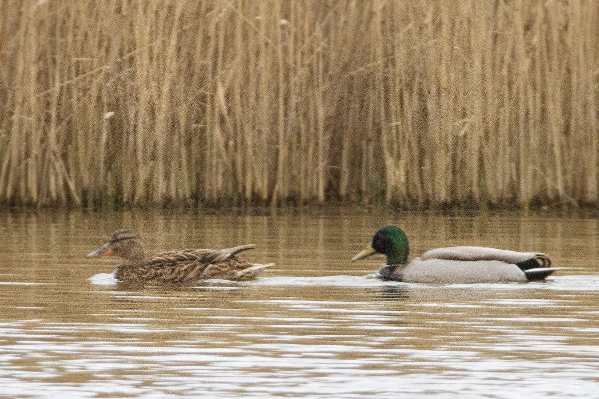 Canard colvert - ML616145185