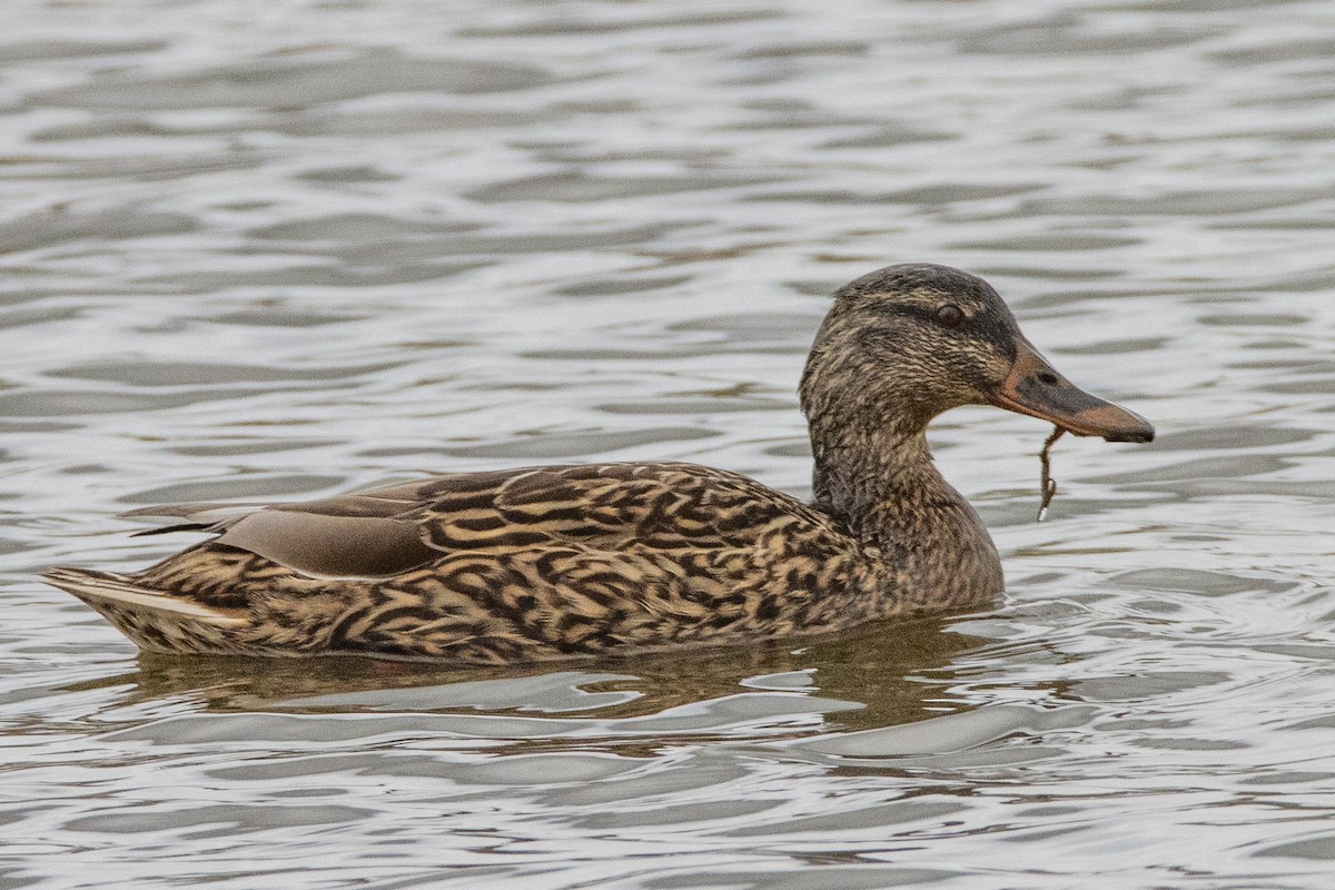Canard colvert - ML616145186