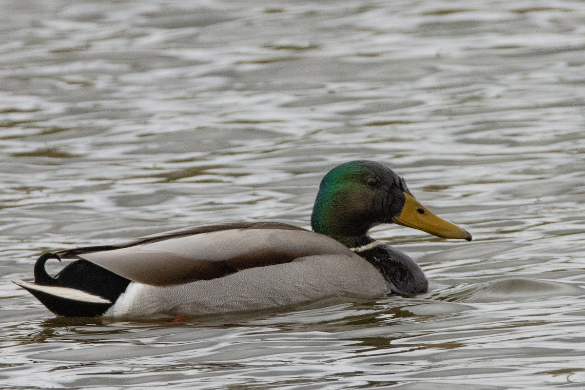 Canard colvert - ML616145187