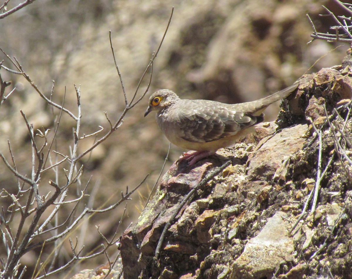 Bare-faced Ground Dove - ML616145188