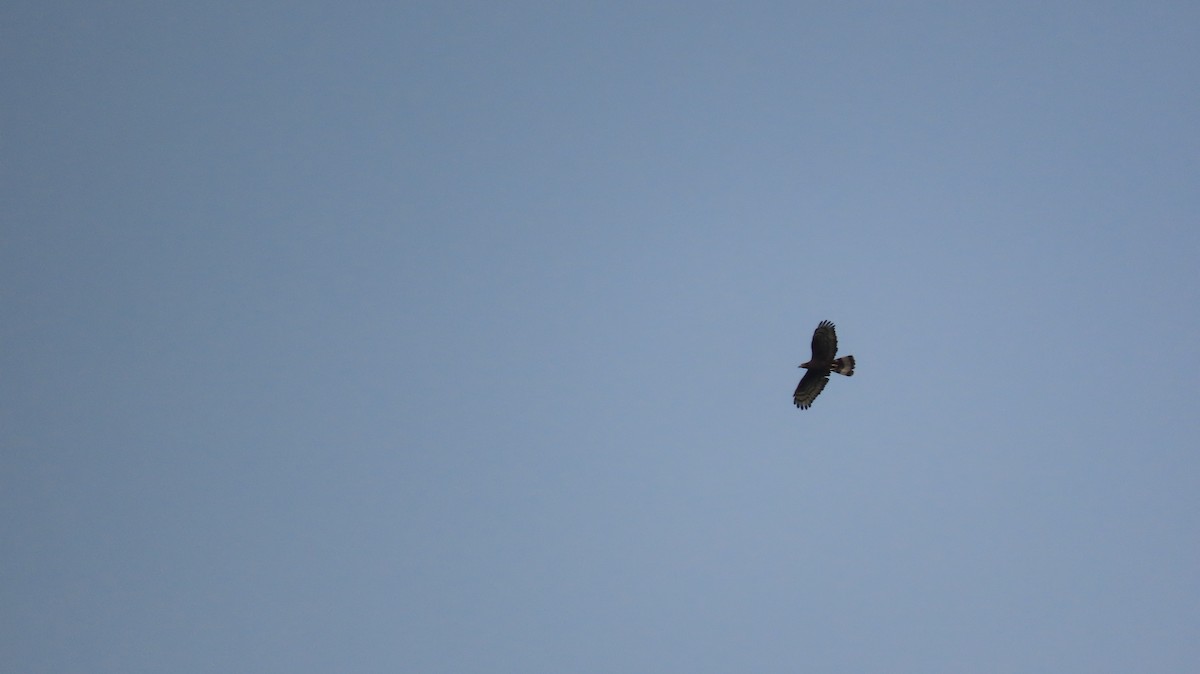 Oriental Honey-buzzard - ML616145213