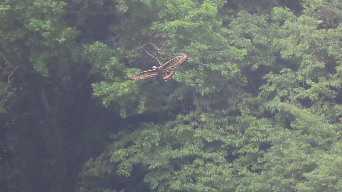 Oriental Honey-buzzard - ML616145214