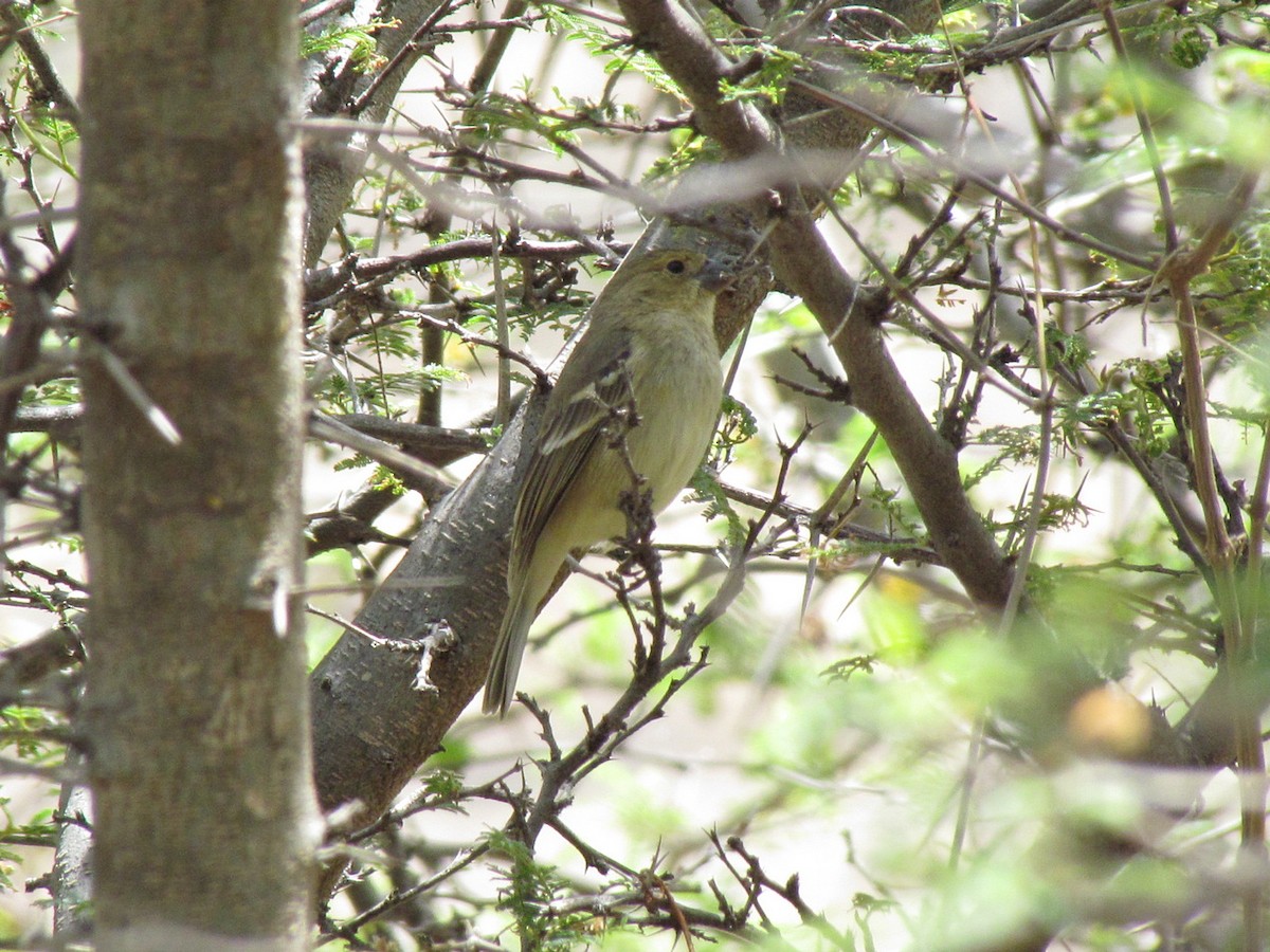 Drab Seedeater - Jens Thalund