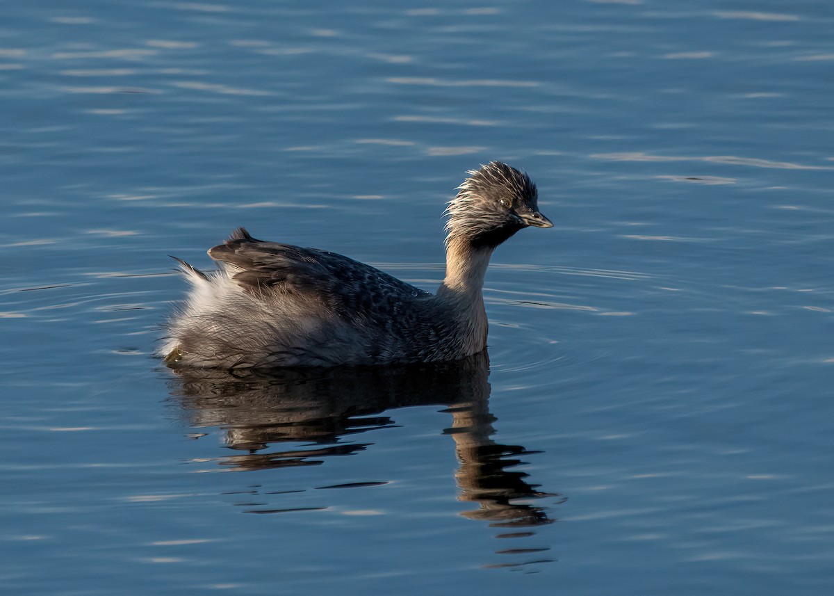 Hoary-headed Grebe - ML616145273