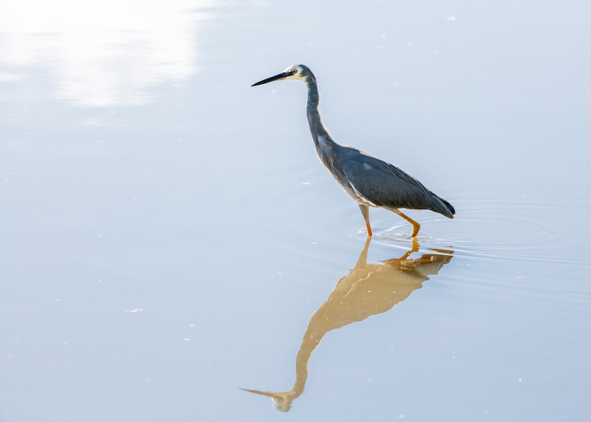 White-faced Heron - ML616145301