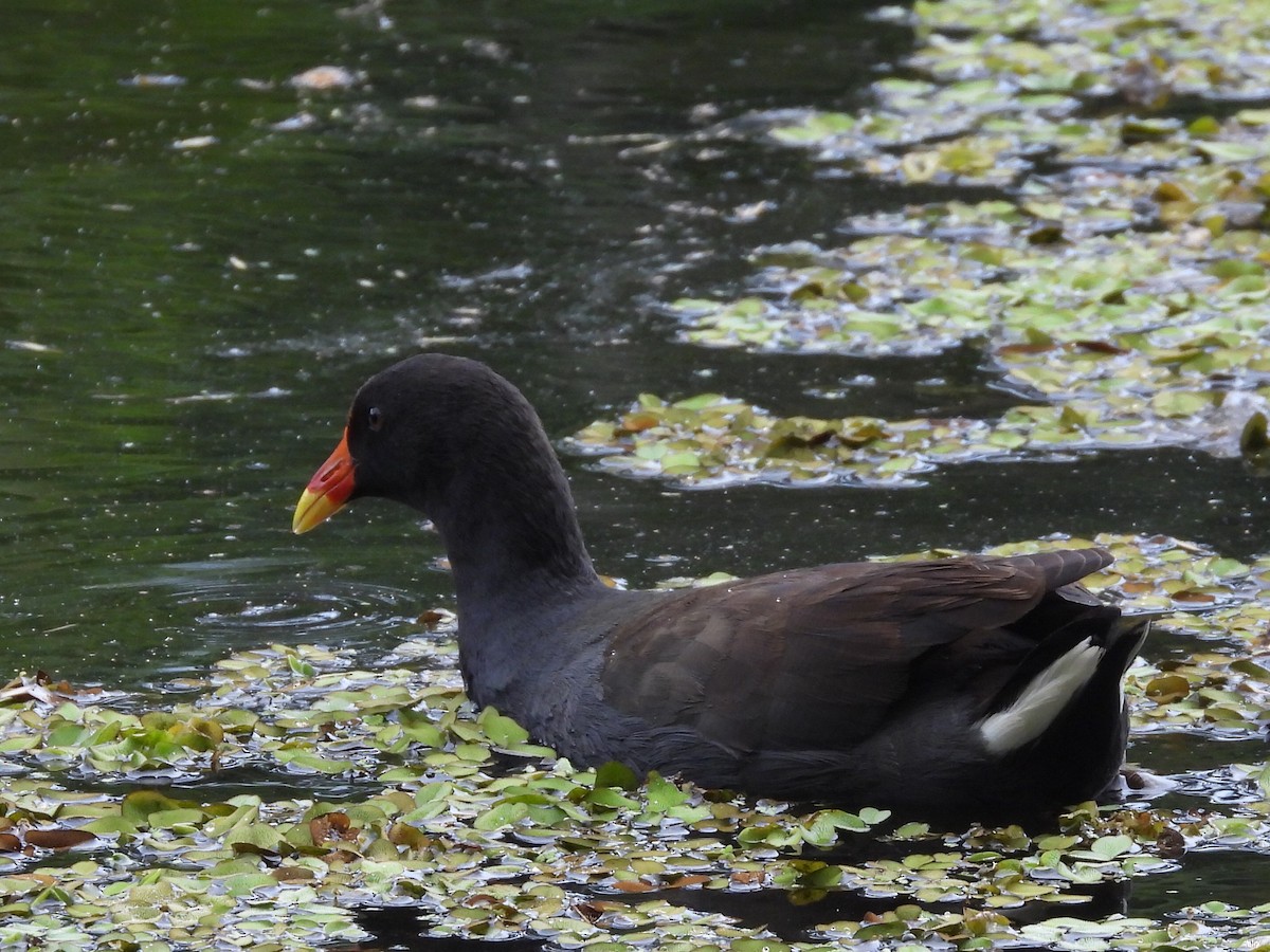 Dusky Moorhen - ML616145313