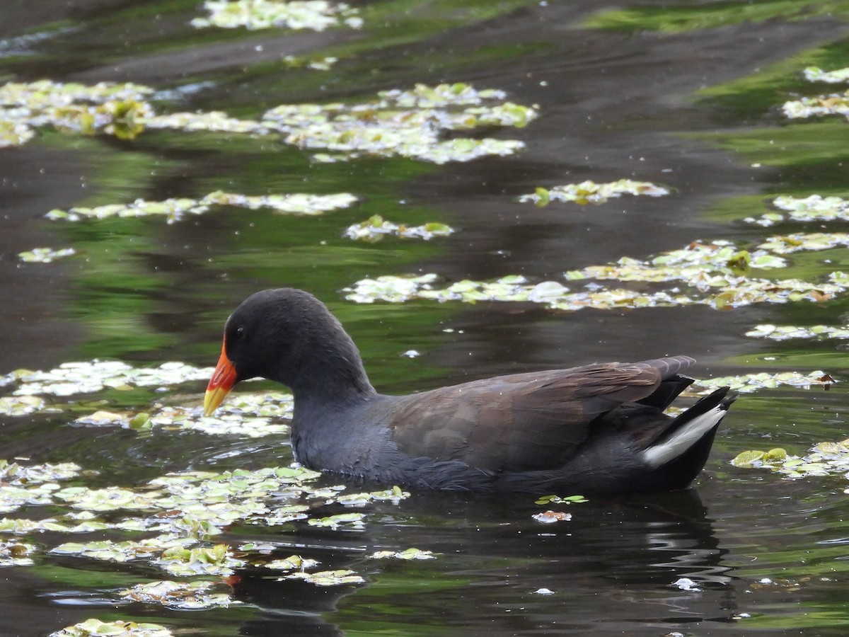 Dusky Moorhen - ML616145314