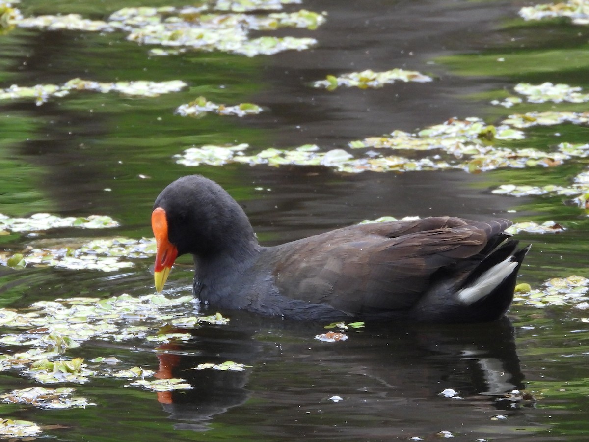 Dusky Moorhen - ML616145316