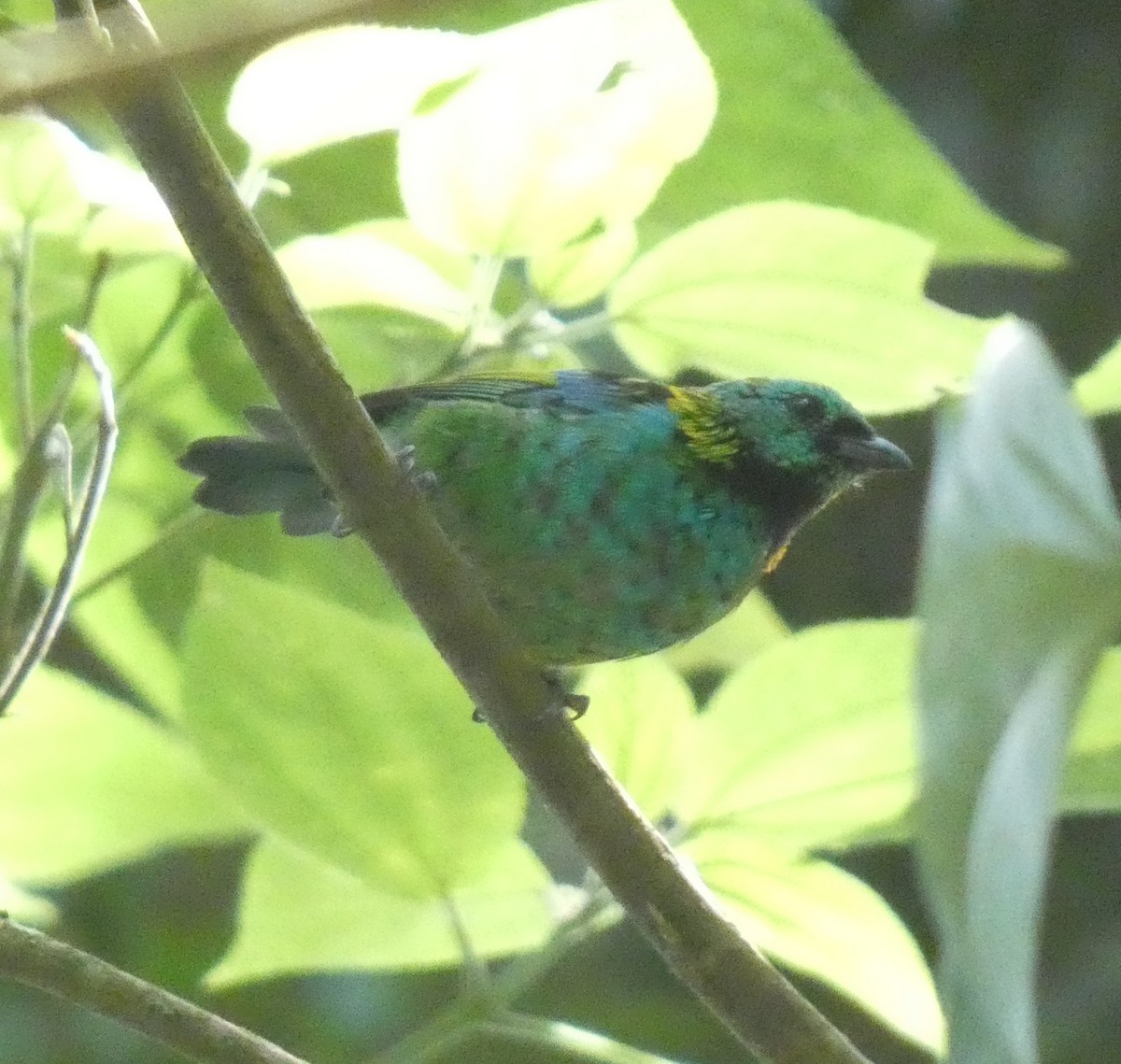 Green-headed Tanager - ML616145326