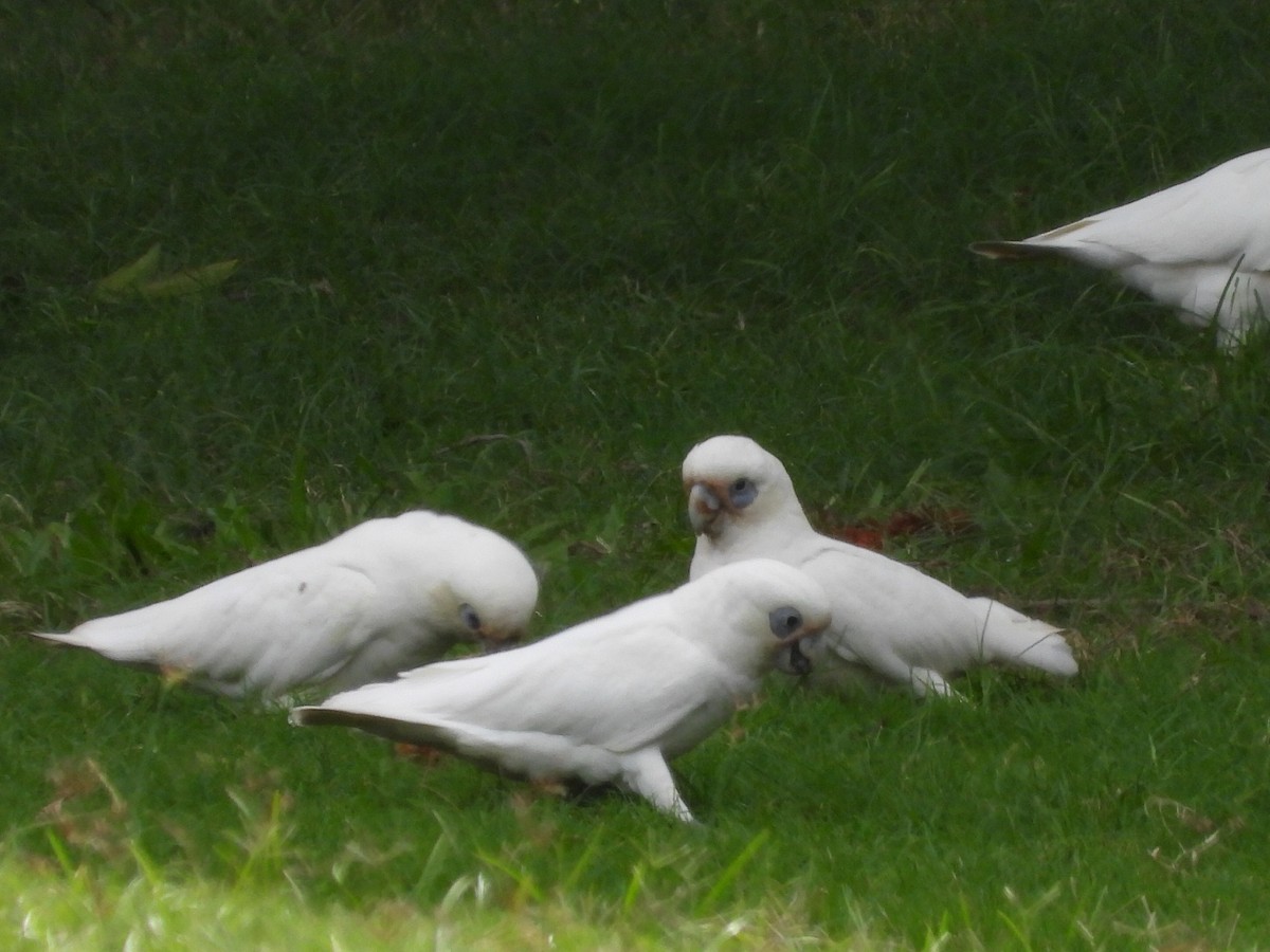 Little Corella - Scott Fox