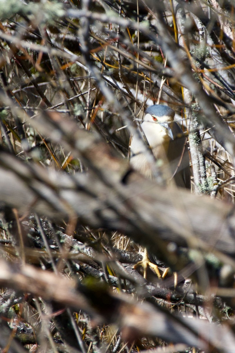 Black-crowned Night Heron - Anonymous