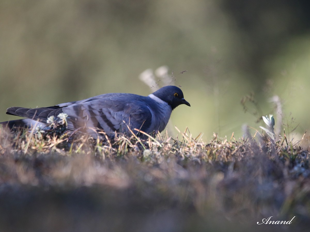 Pigeon des neiges - ML616145367