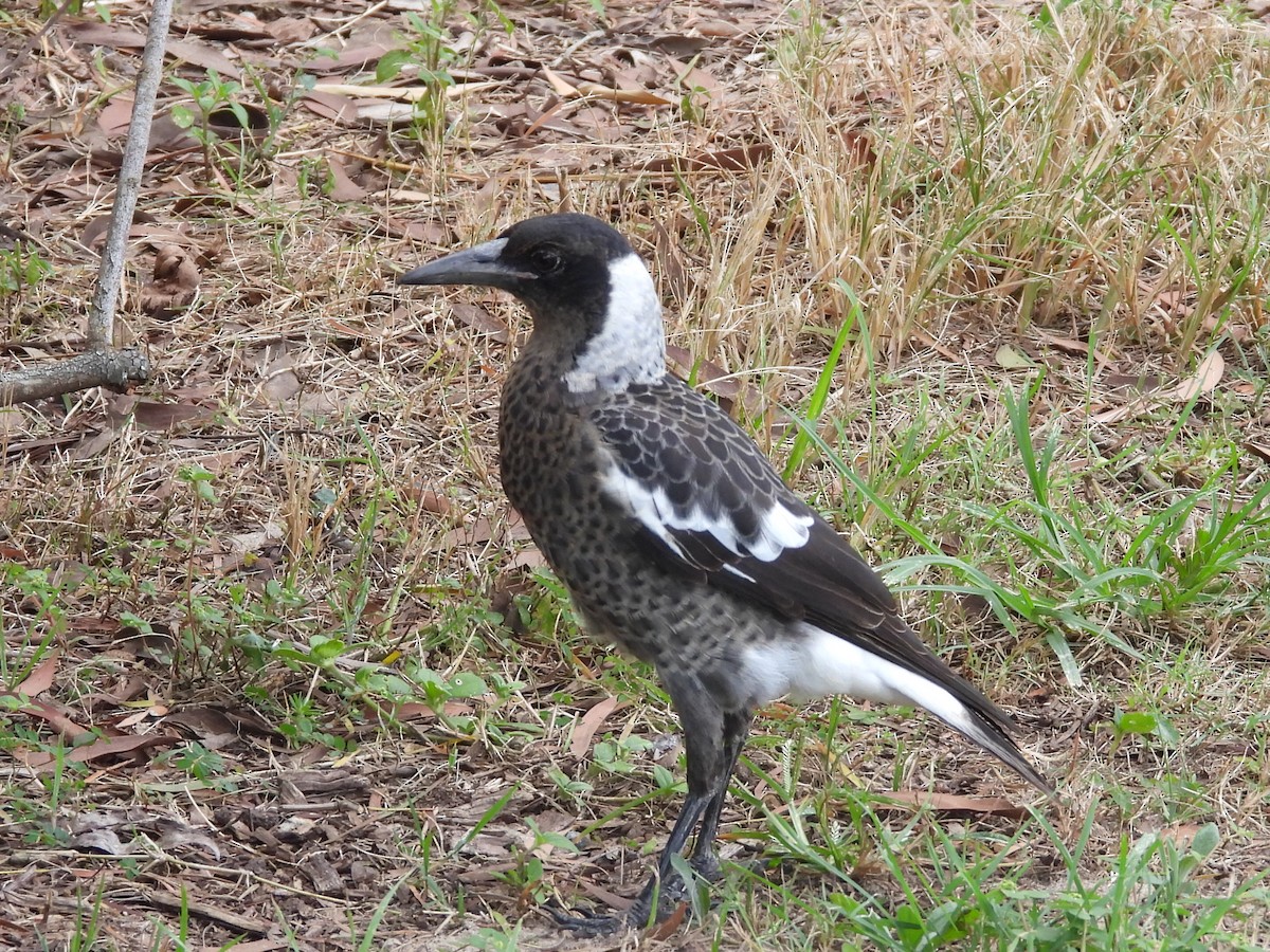 Australian Magpie - Scott Fox