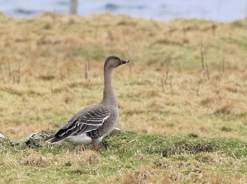 Tundra Bean-Goose - ML616145380