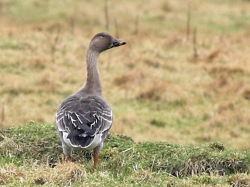 Tundra Bean-Goose - ML616145384
