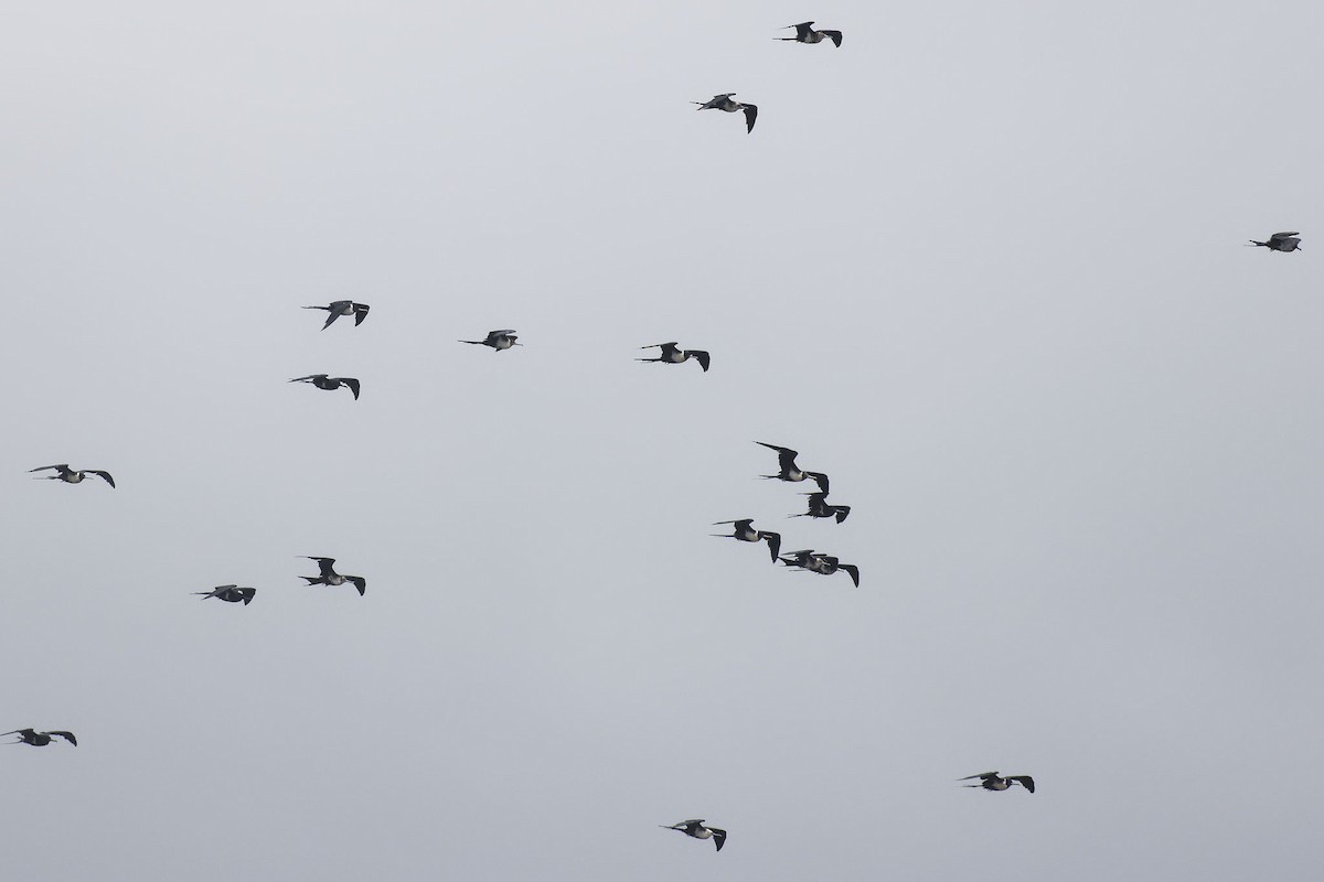 Lesser Frigatebird - ML616145398