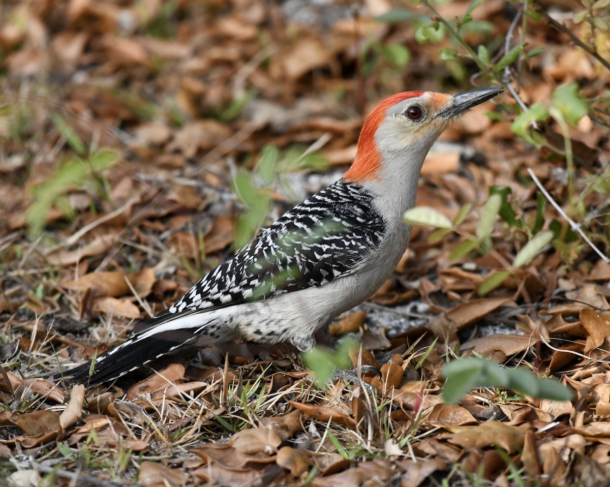 Red-bellied Woodpecker - ML616145439