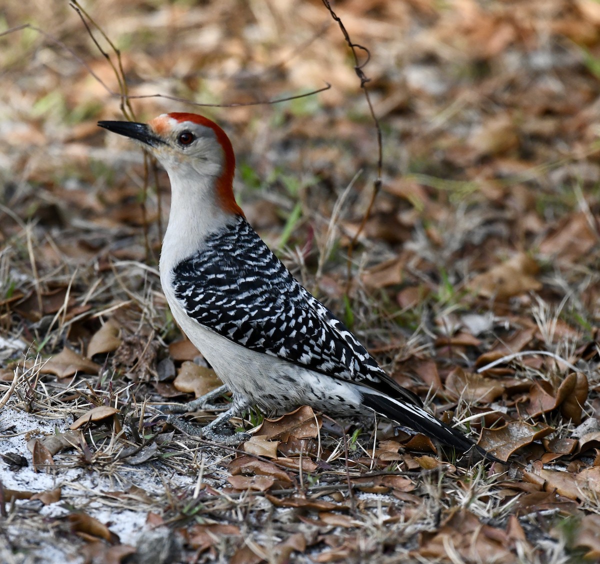 Red-bellied Woodpecker - ML616145440