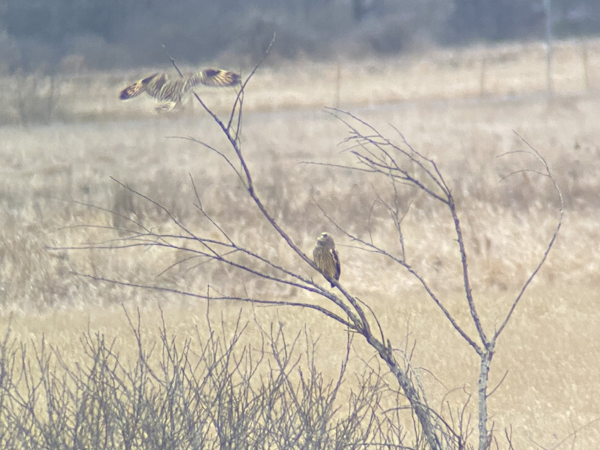 Short-eared Owl - Lachlan Ziegler