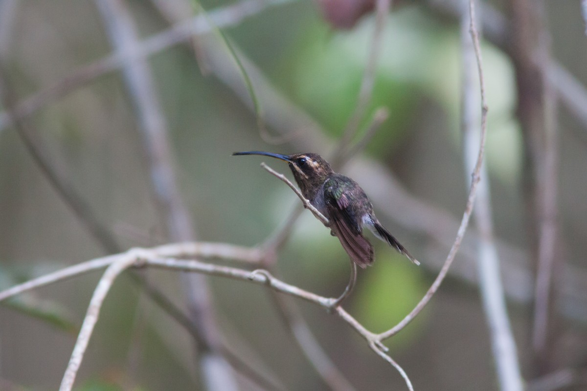Карликовый колибри-отшельник - ML616145471