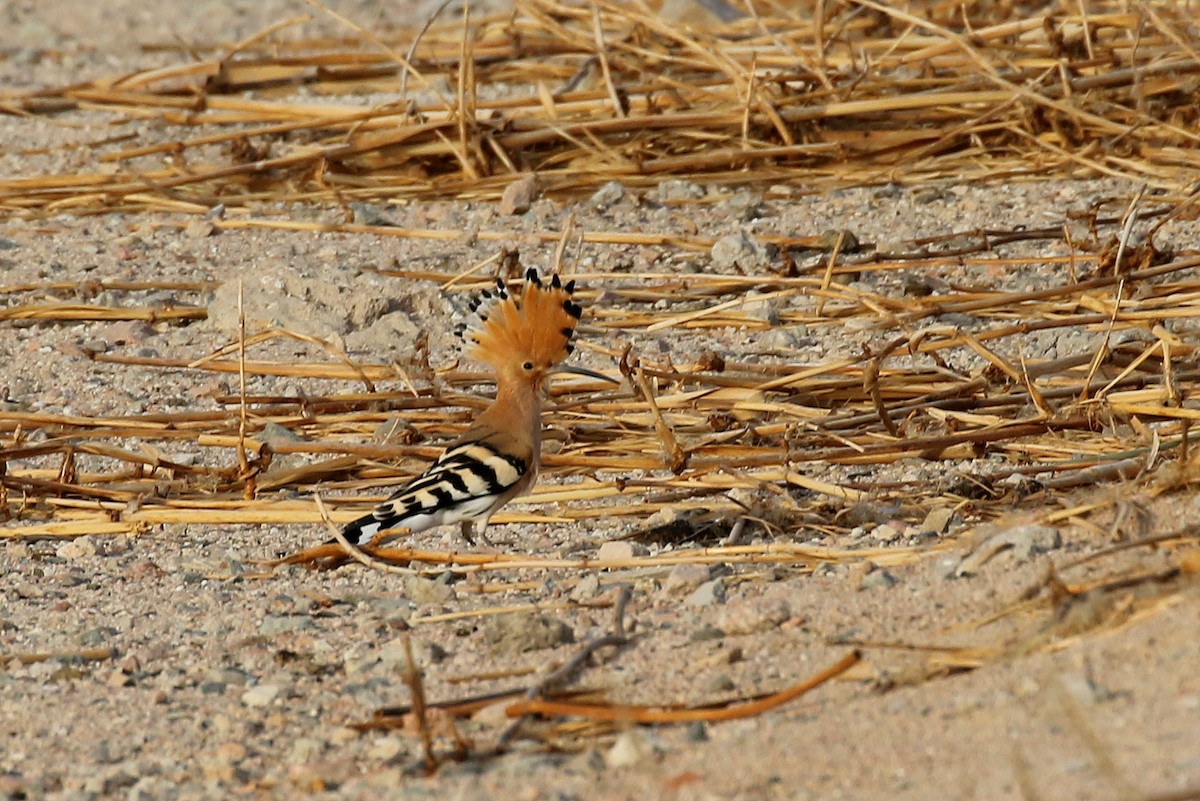 Eurasian Hoopoe (Eurasian) - ML616145479