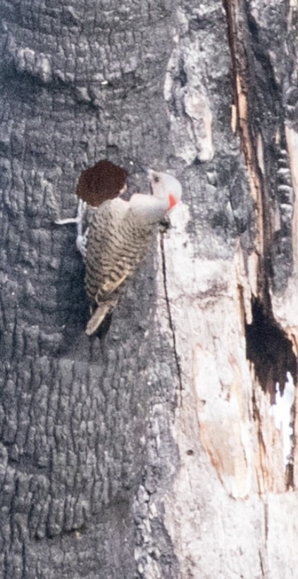 Northern Flicker - Patti Haynes