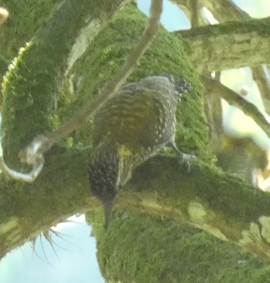 White-spotted Woodpecker - ML616145481